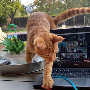 Meet your Posher, Davy